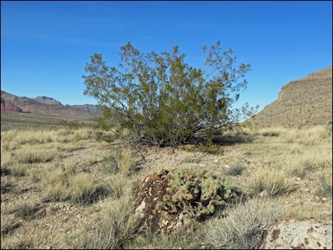 Creosote Bush (Larrea tridentata)