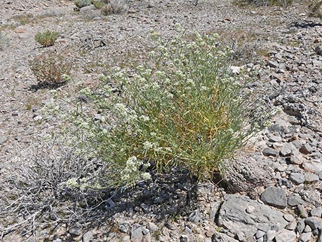 Desert Peppergrass (Lepidium fremontii)