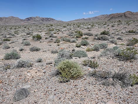 Desert Peppergrass (Lepidium fremontii)