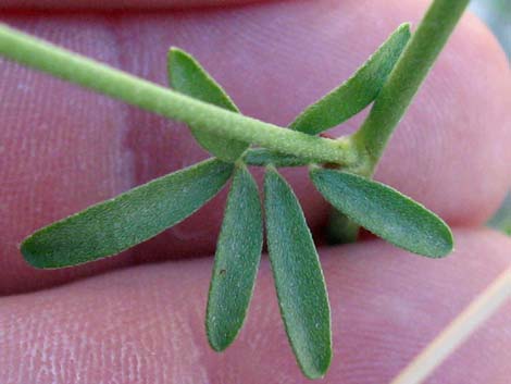 Rock Pea (Lotus rigidus)