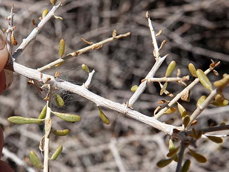 Anderson's Desert-thorn (Lycium andersonii)