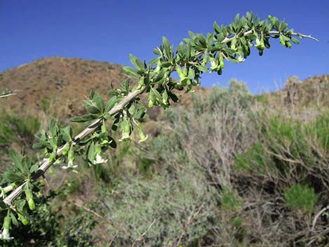 Peach Thorn (Lycium cooperi)