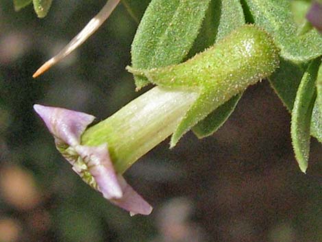 Peach Thorn (Lycium cooperi)