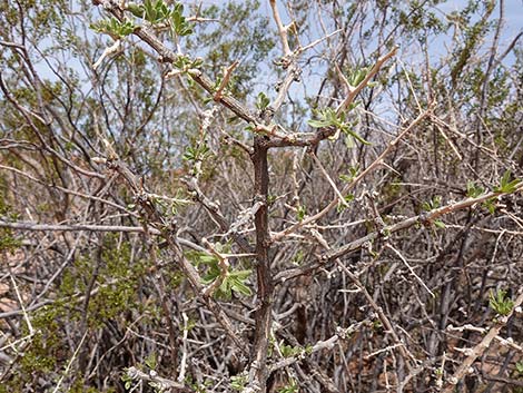 Peach Thorn (Lycium cooperi)