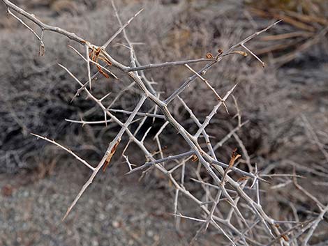 Peach Thorn (Lycium cooperi)