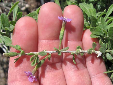 Fremont's Desert-thorn (Lycium fremontii)