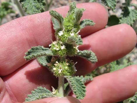 Horehound (Marrubium vulgare)