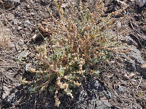 Horehound (Marrubium vulgare)