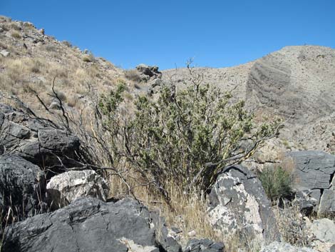 Sandpaper Bush (Mortonia utahensis)