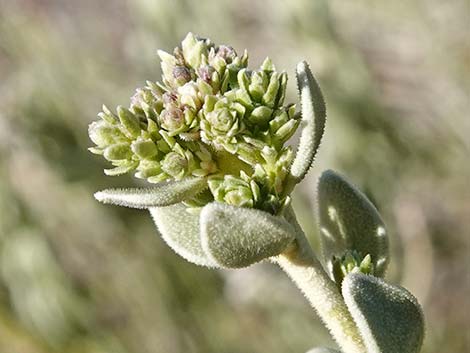 Sandpaper Bush (Mortonia utahensis)