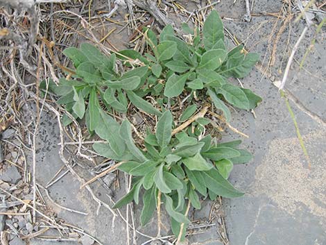 Desert Tobacco (Nicotiana obtusifolia)