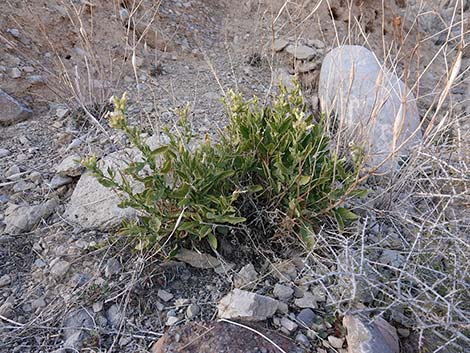 Desert Tobacco (Nicotiana obtusifolia)