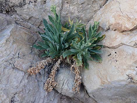 Desert Tobacco (Nicotiana obtusifolia)