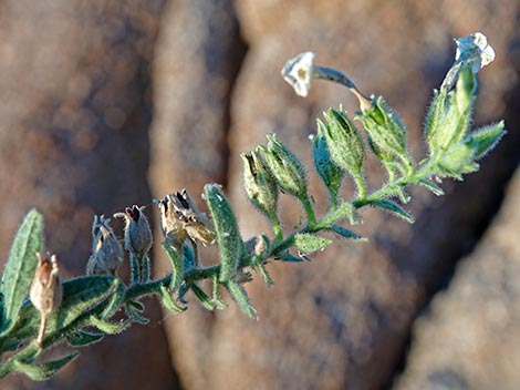 Desert Tobacco (Nicotiana obtusifolia)