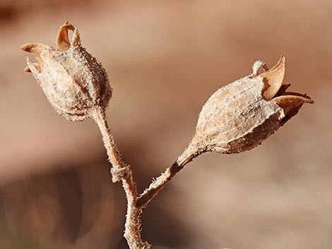 Desert Tobacco (Nicotiana obtusifolia)