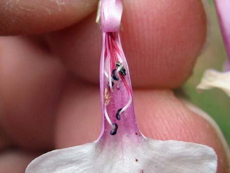 Gilia Beardtongue (Penstemon ambiguus)