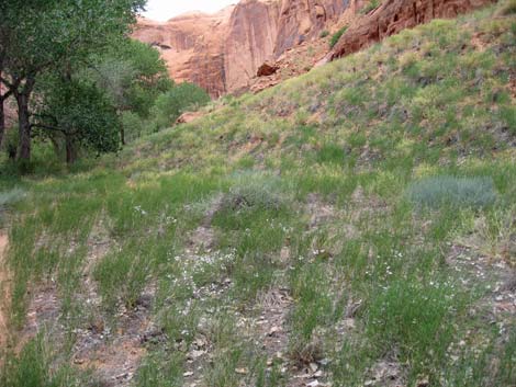 Gilia Beardtongue (Penstemon ambiguus)