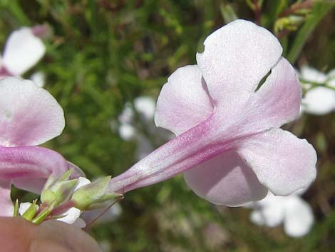 Gilia Beardtongue (Penstemon ambiguus)