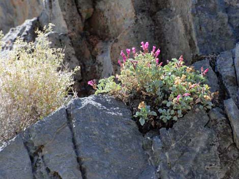 Petiolate Beardtongue (Penstemon petiolatus)