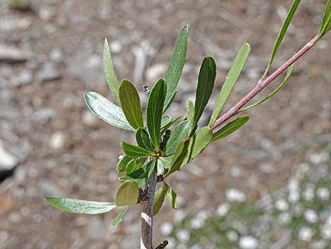 Wild Crab Apple (Peraphyllum ramosissimum)