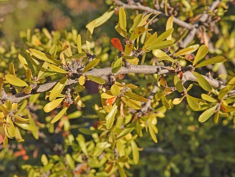 Wild Crab Apple (Peraphyllum ramosissimum)