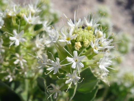 Shinyleaf Sandpaper Plant (Petalonyx nitidus)