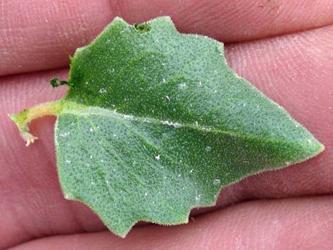 Shinyleaf Sandpaper Plant (Petalonyx nitidus)