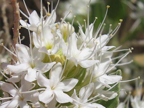 Parry's Sandpaper Plant (Petalonyx parryi)