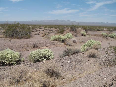 Thurber's Sandpaper Plant (Petalonyx thurberi)