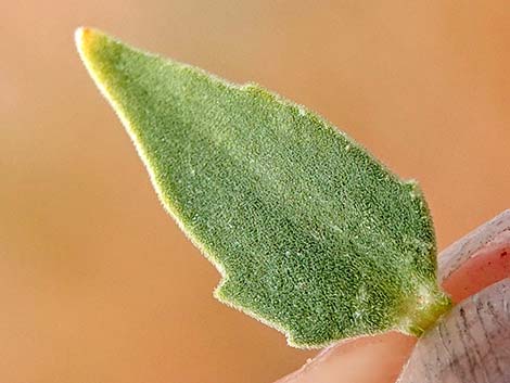 Thurber's Sandpaper Plant (Petalonyx thurberi)