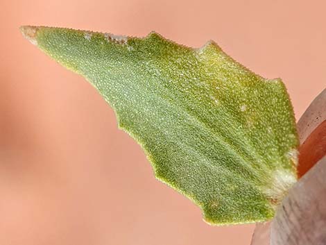 Thurber's Sandpaper Plant (Petalonyx thurberi)