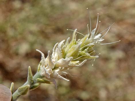 Thurber's Sandpaper Plant (Petalonyx thurberi)