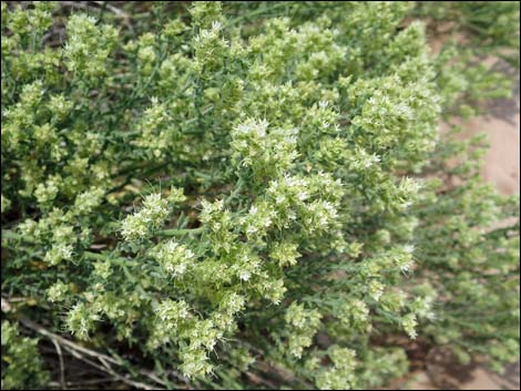 Thurber's Sandpaper Plant (Petalonyx thurberi)