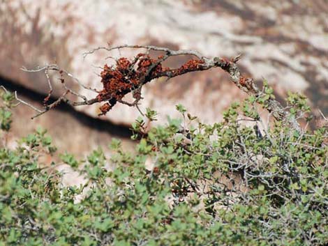 Mesquite Mistletoe (Phoradendron californicum)