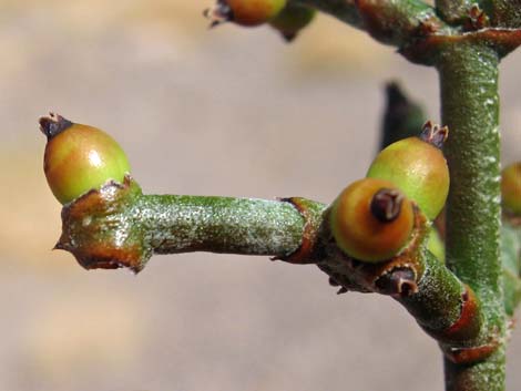 Mesquite Mistletoe (Phoradendron californicum)