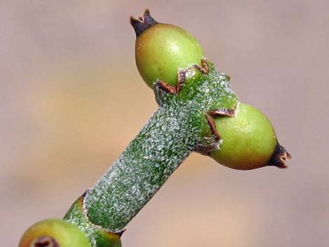 Mesquite Mistletoe (Phoradendron californicum)