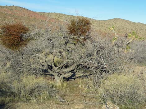 Mesquite Mistletoe (Phoradendron californicum)