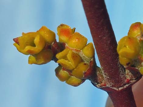 Mesquite Mistletoe (Phoradendron californicum)