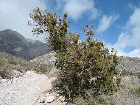 Juniper Mistletoe (Phoradendron juniperinum)