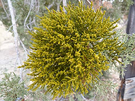 Juniper Mistletoe (Phoradendron juniperinum)