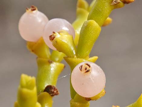 Juniper Mistletoe (Phoradendron juniperinum)