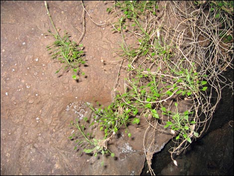 Bush Arrowleaf (Pleurocoronis pluriseta)