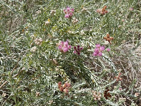 Arrowweed (Pluchea sericea)