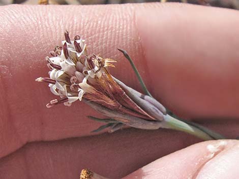 Odora (Porophyllum gracile)