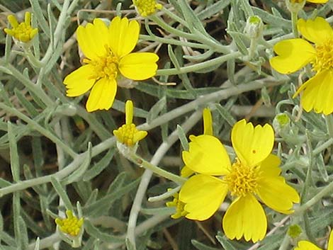 Whitestem Paperflower (Psilostrophe cooperi)