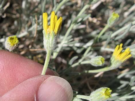 Whitestem Paperflower (Psilostrophe cooperi)