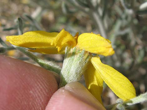 Whitestem Paperflower (Psilostrophe cooperi)