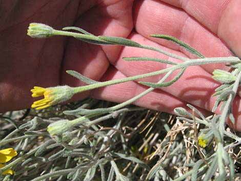 Whitestem Paperflower (Psilostrophe cooperi)