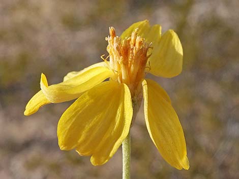 Whitestem Paperflower (Psilostrophe cooperi)