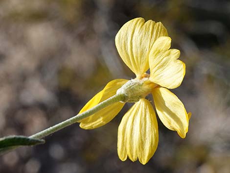 Whitestem Paperflower (Psilostrophe cooperi)